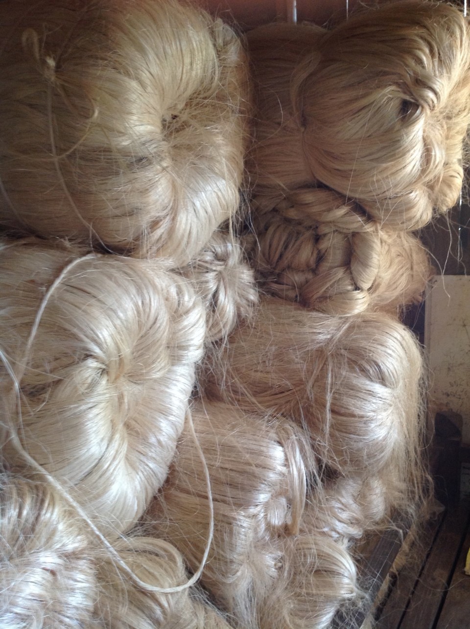 Abaca an amazing fiber